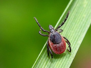 На Волині епідеміологи фіксують ріст захворюваності на хворобу Лайма