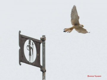 Луцький фотограф «упіймав» грайливих пташок у замку