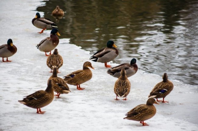 У «волинській Швейцарії» знову зимують дикі качки. ФОТО