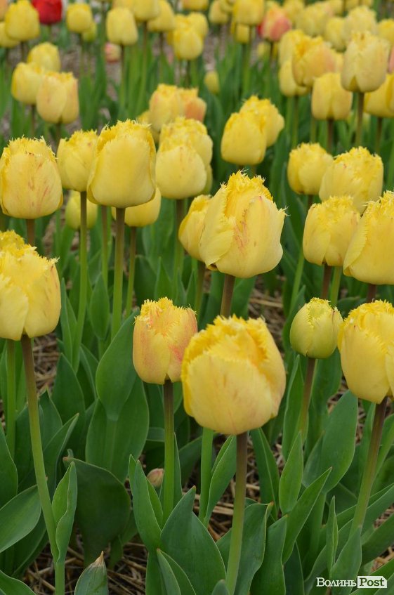 «Квітка, як і людина, має душу». На Волині розпочався фестиваль тюльпанів. ФОТО
