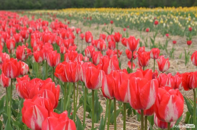«Квітка, як і людина, має душу». На Волині розпочався фестиваль тюльпанів. ФОТО