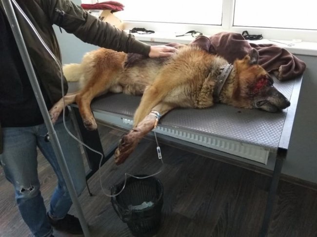 У Луцьку авто збило собаку. ФОТО 18+