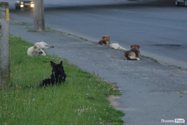 Місто, яке я люблю. Луцьк прокидається. Частина 4