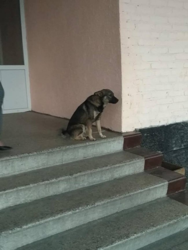 У Ковелі зграя собак «тероризує» учнів біля школи