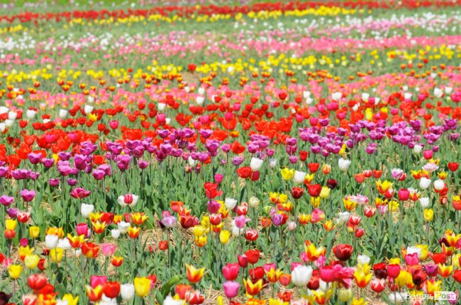 Мільйони тюльпанів і сотні гостей: день поля у «Волинській Голландії». ФОТО