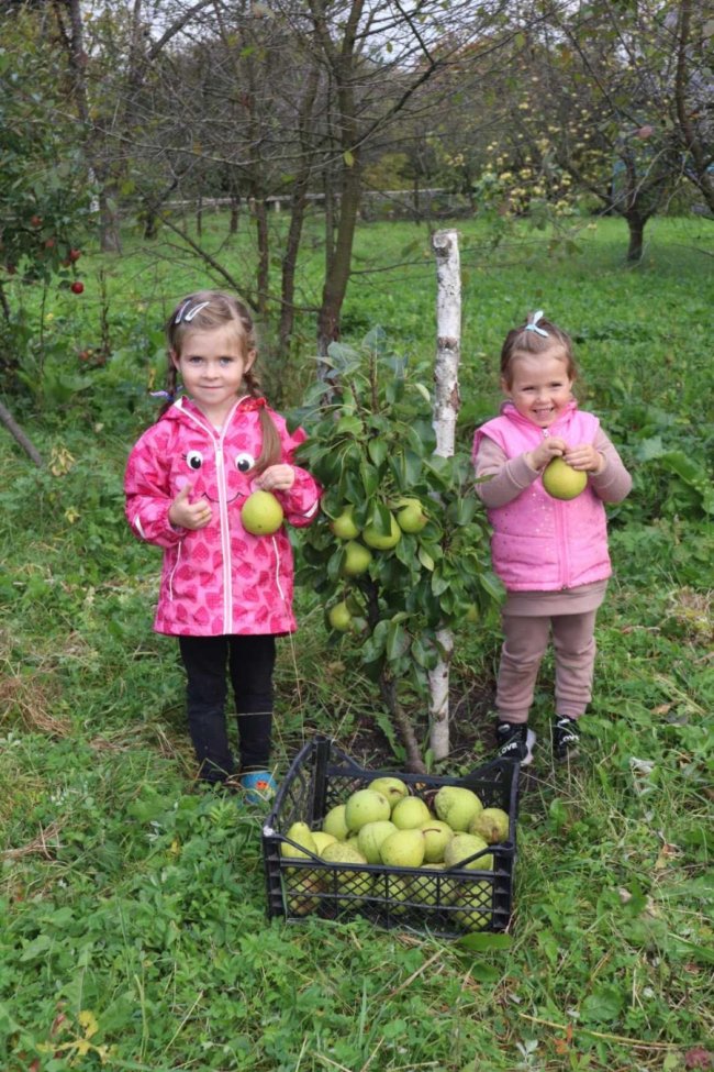 Волинянин збирає з одного дерева до 100 кілограм яблук. ФОТО