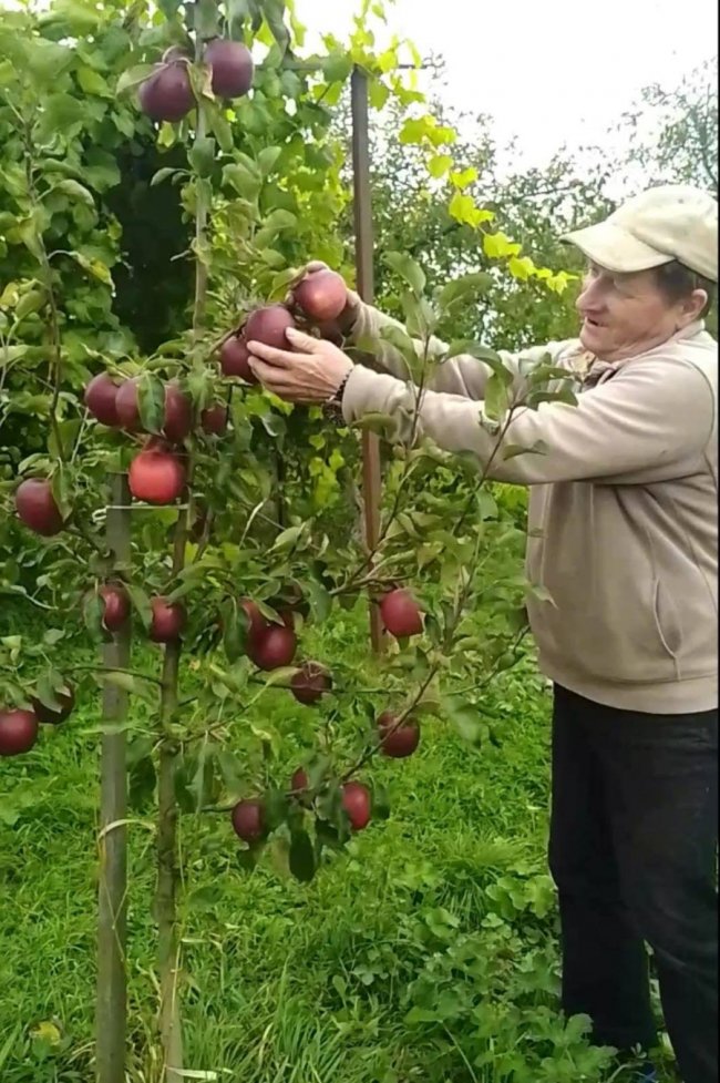Волинянин збирає з одного дерева до 100 кілограм яблук. ФОТО