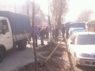 У центрі Луцька висаджують канадські липи. ФОТО