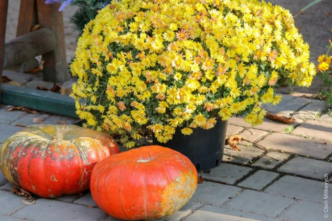 Луцький фотограф показав красу осені
