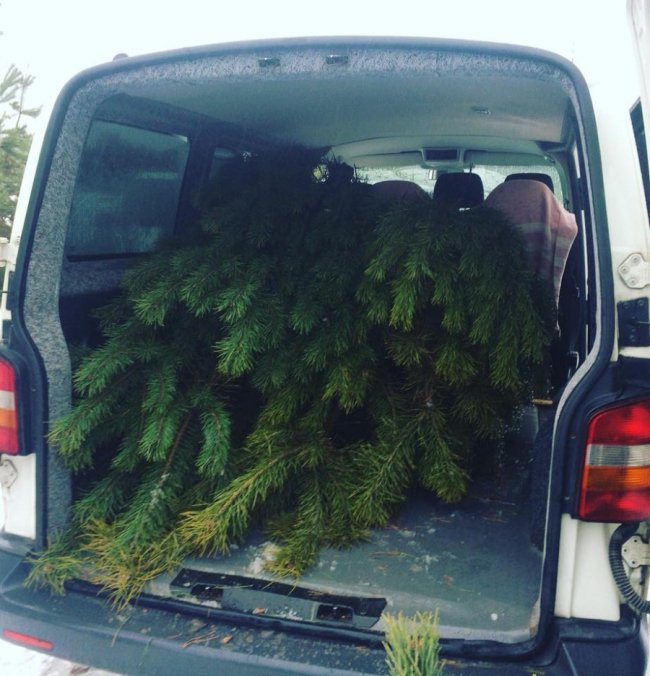 На Волині затримали «ялинкорубів». ФОТО