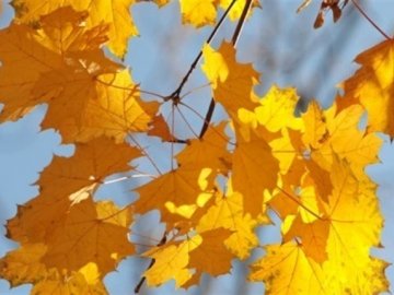 Погода у Луцьку та Волинській області на четвер, 5 жовтня