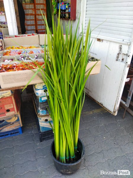 У скільки лучанам обійдеться лепеха напередодні Трійці: ціни на ринку