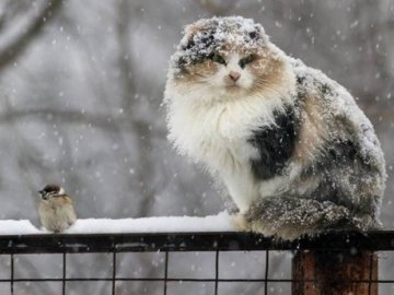 Погода в Луцьку та Волинській області на середу, 19 грудня