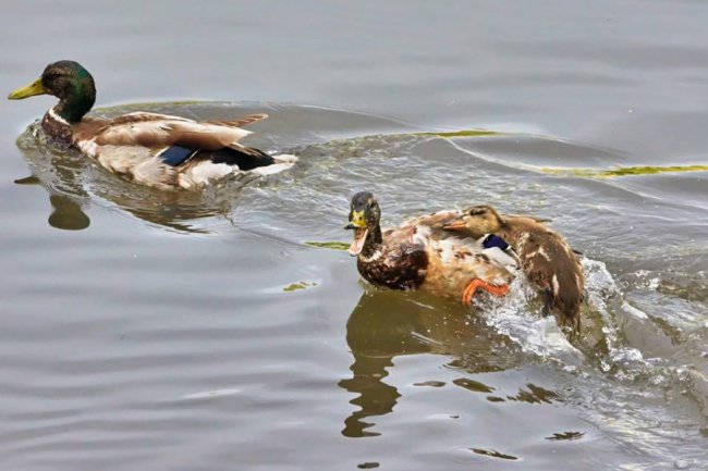 Романтика Луцька: фото, які «зробили день»