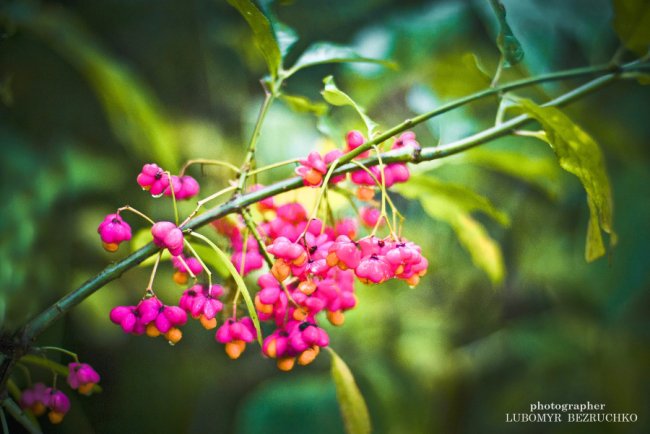 Роса і павутинки: луцький фотограф поділився осінніми світлинами