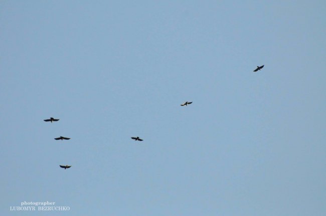 Роса і павутинки: луцький фотограф поділився осінніми світлинами