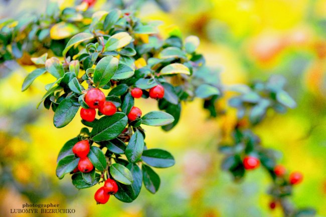 Роса і павутинки: луцький фотограф поділився осінніми світлинами