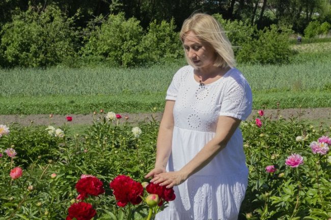 200 сортів півоній: волинянка створила квіткове поле на згадку про бабусю. ВІДЕО