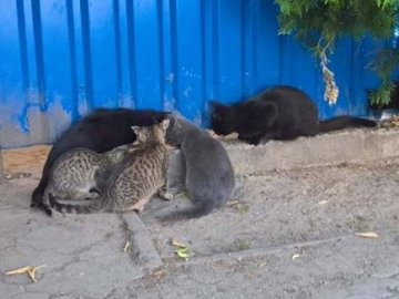 «Котяча» зупинка у Луцьку: як небайдужі підгодовують пухнастиків. ФОТО