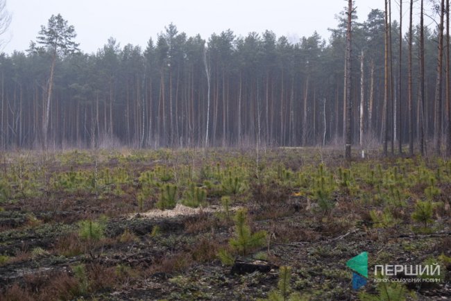Площі, засаджені сосною