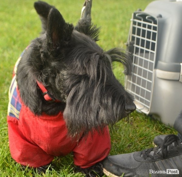 У Луцьку – виставка собак. ФОТО