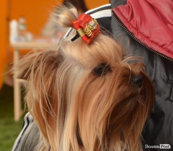 У Луцьку – виставка собак. ФОТО
