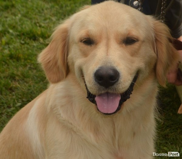 У Луцьку – виставка собак. ФОТО