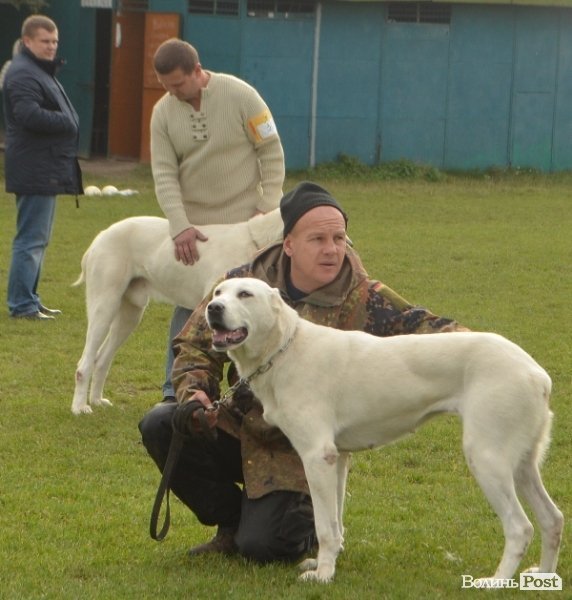 У Луцьку – виставка собак. ФОТО