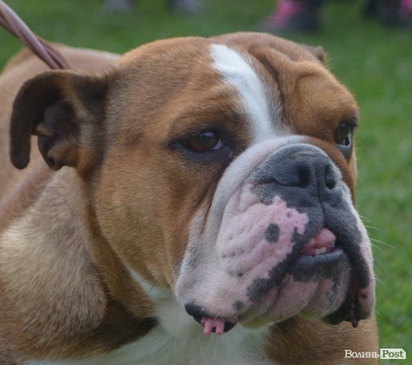 У Луцьку – виставка собак. ФОТО