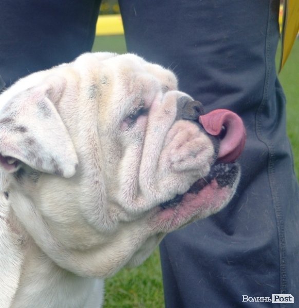 У Луцьку – виставка собак. ФОТО