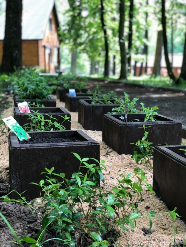 У Воротневі висадили алейку лікарських рослин. ФОТО