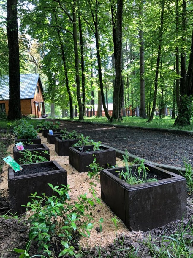 У Воротневі висадили алейку лікарських рослин. ФОТО
