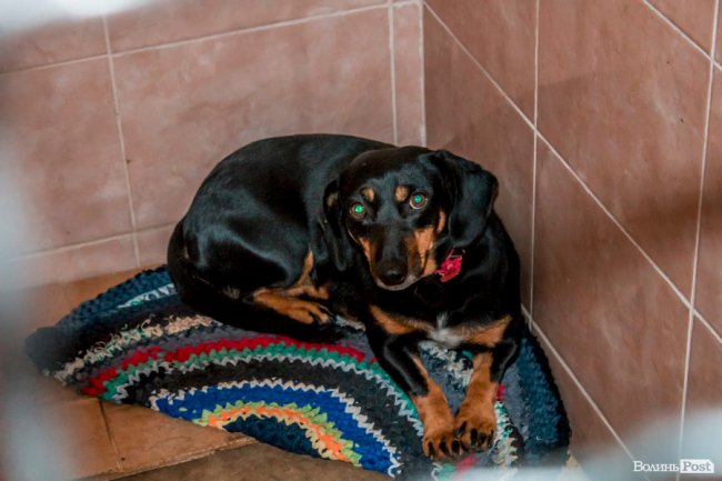 Тепло для чотирилапих: лісівники забезпечили дровами луцьку «Ласку». ФОТО