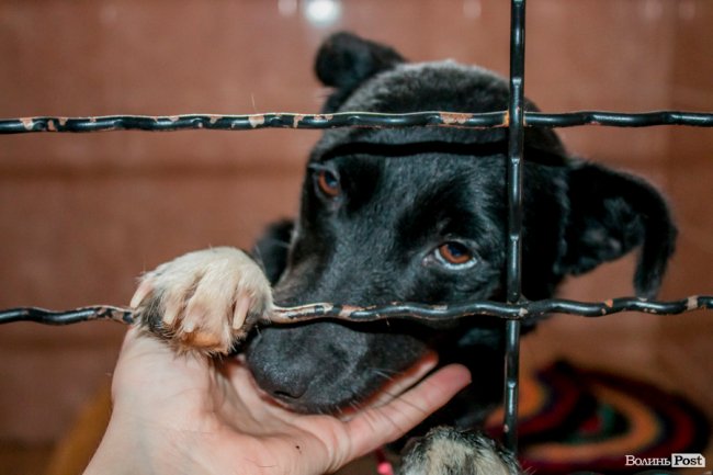 Тепло для чотирилапих: лісівники забезпечили дровами луцьку «Ласку». ФОТО