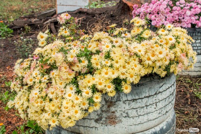 Тепло для чотирилапих: лісівники забезпечили дровами луцьку «Ласку». ФОТО