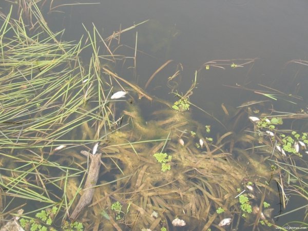 У Ковелі масово дохне риба. ФОТО