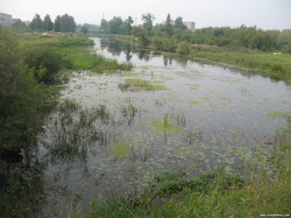 У Ковелі масово дохне риба. ФОТО