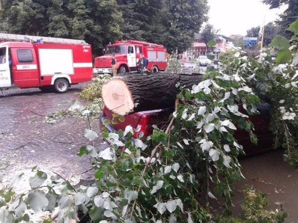 Наслідки вчорашнього буревію в Ужгороді: повалені дерева, пошкоджені автівки.  ФОТО