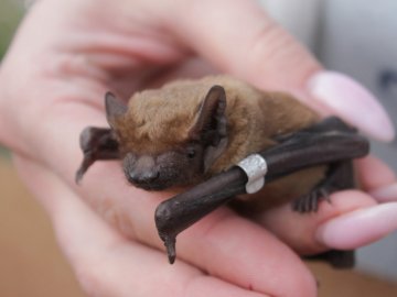 У Володимирі-Волинському випустили на волю 90 врятованих кажанів. ВІДЕО