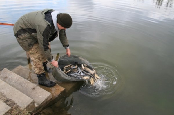 У Теремнівські ставки запустили чергову партію риби. ФОТО 