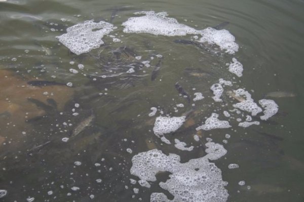 У Теремнівські ставки запустили чергову партію риби. ФОТО 