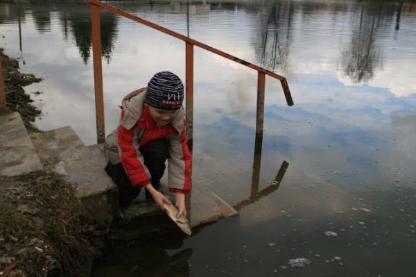 У Теремнівські ставки запустили чергову партію риби. ФОТО 