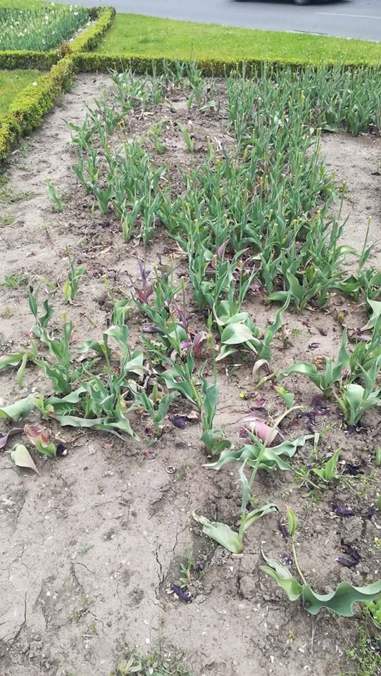 У Рівному вандали  знищили на клумбі майже усі тюльпани. ФОТО