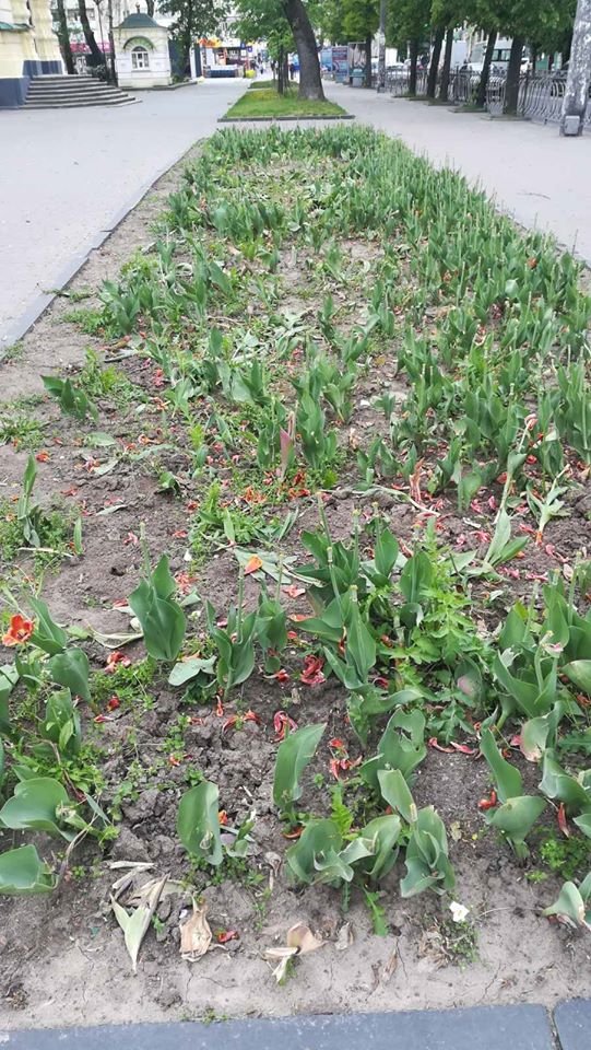 У Рівному вандали  знищили на клумбі майже усі тюльпани. ФОТО