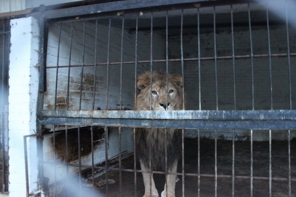 У Луцьку оновлять зоопарк за 1,5 мільйона євро. ФОТО