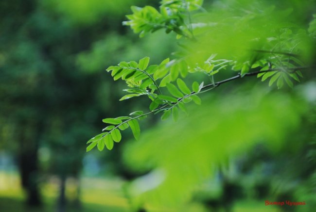 Лагідний травень на світлинах волинського фотографа