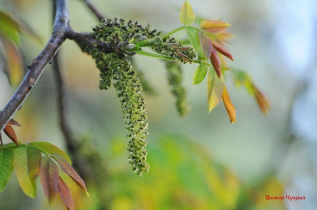 Лагідний травень на світлинах волинського фотографа