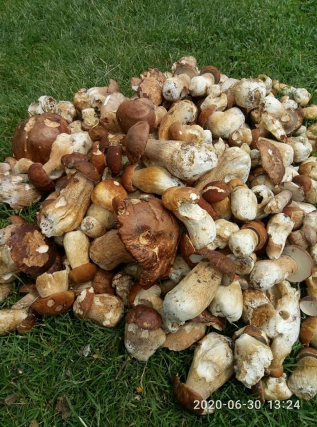 Волинянка похизувалася чималим грибним «уловом». ФОТО