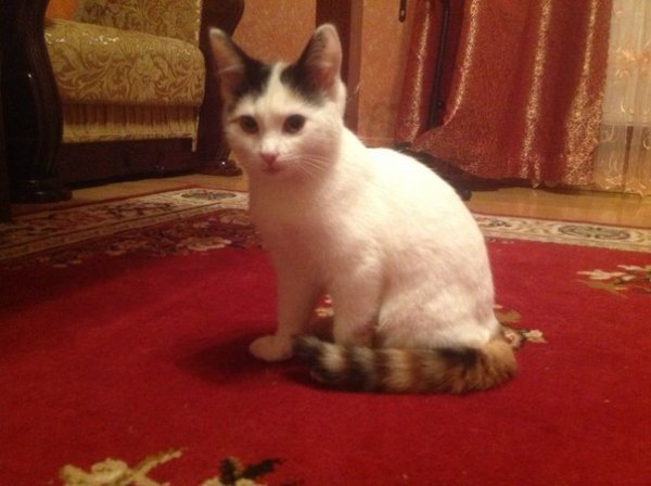 У Луцьку безплатно віддають котиків і цуциків. ФОТО