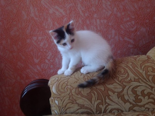 У Луцьку безплатно віддають котиків і цуциків. ФОТО